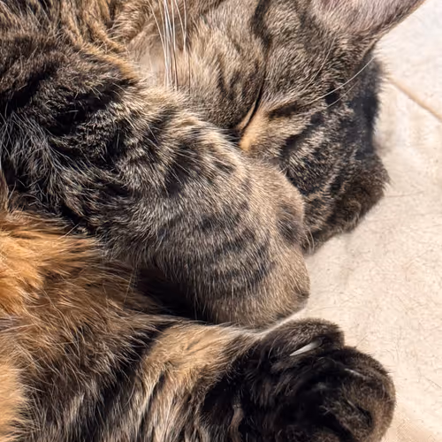 Cat Memes