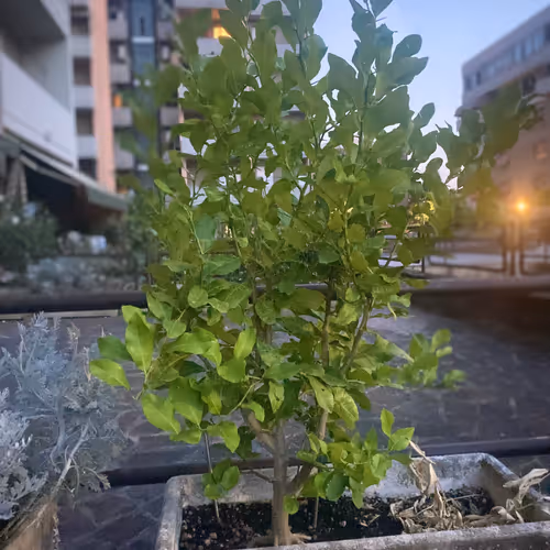 Just another lemon tree