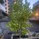 Just another lemon tree