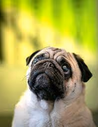 Pug