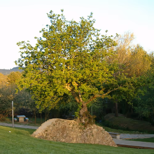 Árbol del piedra. Stone tree.