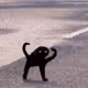 Cat Meme