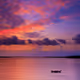 Purple Morning
