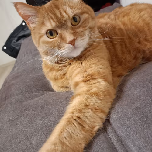CATS VASYA