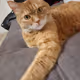 CATS VASYA