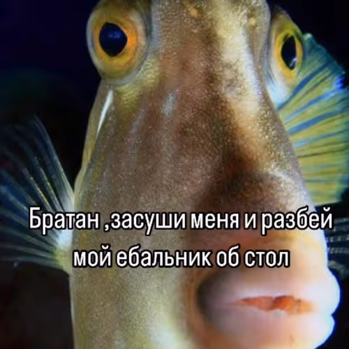 Sad Fish