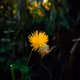 Macro Phonegraphy of Plants