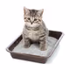 catt