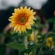 sunfl