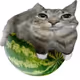 cat on a melon