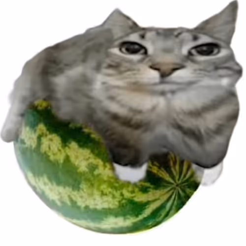 cat on a melon