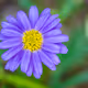 Touch Grass, But Stay Purple