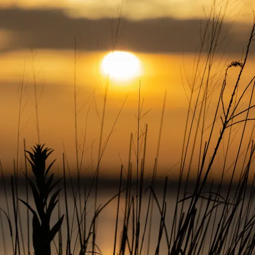 Summer Sunrise