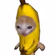 Banana cat Club
