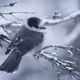 winter bird