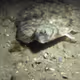 flounders
