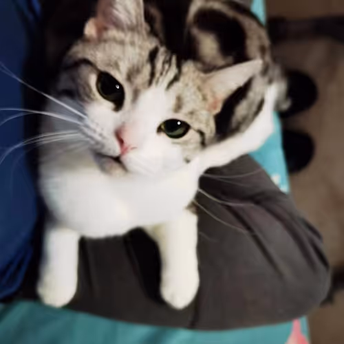 cat hi