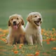 puppies