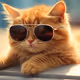 Cool cat