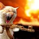Angry cat