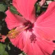 Hibiscus Bloom