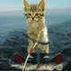 Hello Mister Miggles Surfing Cat Edition