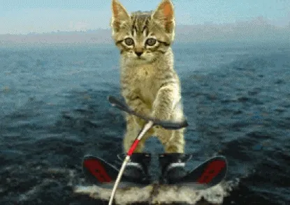 Hello Mister Miggles Surfing Cat Edition