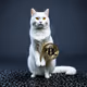 Cat standing with crypto