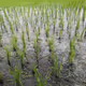 Rice seed