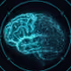 Brain