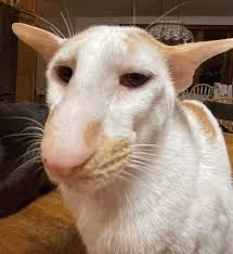 кот или осел