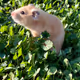Orange Hamster