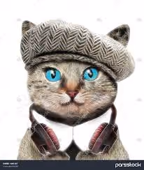  my cat