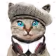  my cat