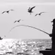 fisherman 7