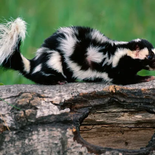 skunk7