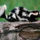 skunk7