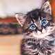 Kitty