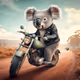 Koala Moto