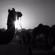 Camel at Pushkar