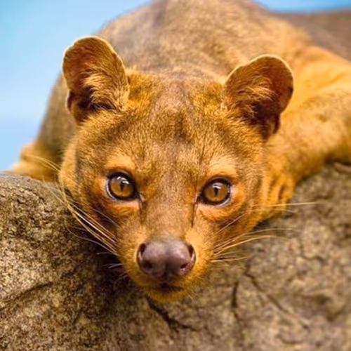 fossa gasy