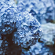 Flowers inc