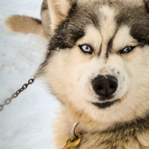 dogdog