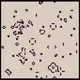 Conway's Game of Life