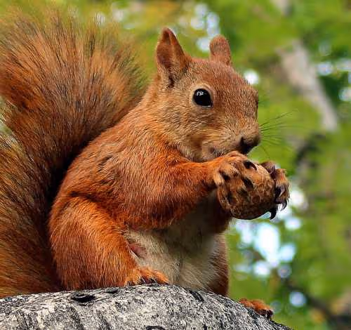 protein and nuts