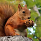 protein and nuts
