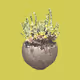 Cyber Plants