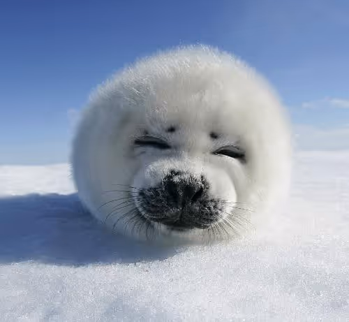 seal