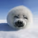 seal