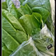 fresh lettuce